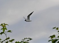 Gull in flight.jpg