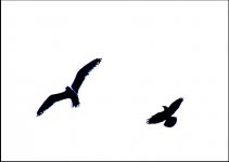 Hawk and seagull in flight DSC02269.JPG