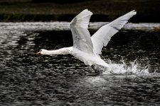 IMGL1182-Edit-2-LR PreSet Ary Cat Moody.jpg