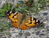 paintedlady180622.jpg
