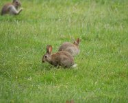 Willington Rabbit.jpg