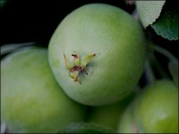 Small apples on the tree 500mm E-PL5 P6200017.JPG