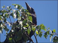 Crow in a tree 500mm E-PL5 P6200008.jpg