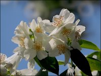 Blossom 500mm E-PL5 P6200002.JPG