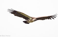 18-06-2022 Vulture.jpg