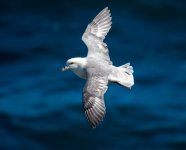 fulmar250622.jpg