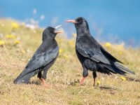 Choughs.jpg