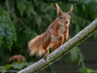 10-05-22 Red Squirrel 1 (1 of 1).jpg