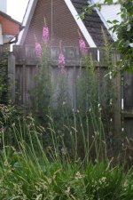 DSCF4949.JPG