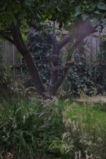 DSCF4950.JPG
