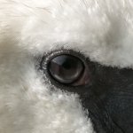 Swan Eye.jpg