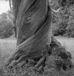 2022-7-21 Studley Royal trees, 124G, FP4, EI125, HC110 Dil B, 012.jpg