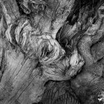 2022-7-21 Studley Royal trees, 124G, FP4, EI125, HC110 Dil B, 006.jpg