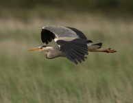 Marizion Marsh 1.jpg