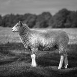 Lamb.jpg