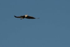 DSC_4437.jpg