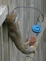 A Squirrel 2.jpg