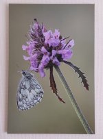Marbled White canvas.jpg