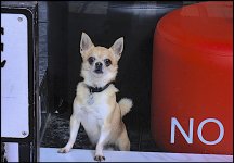 Chihuahua in Window of Sidwell Street hairdressers Exeter GM5 _1050473.JPG Chihuahua in Window of Sidwell Street hairdressers Exeter GM5 _1050473.JPG