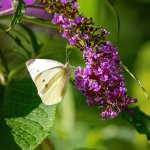 White-Butterfly.jpg