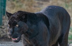 29-07-2022 Panthera Onca - Jaguar Black.jpg