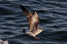 SeagullP7193777-1k5.jpg