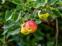 Food---Apples.jpg