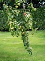 Food---Plums.jpg