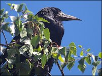 Crow in a tree 500mm E-PL5 P6200014.jpg Crow in a tree 500mm E-PL5 P6200014.jpg