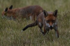 DSC03443-edit windows.jpg