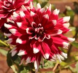 Dahlia.jpg