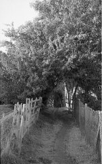 Fisk path edge crop rsz.jpg