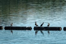 001 Cormorants on Burrator Reservoir 01-6321 PS Adj.JPG 001 Cormorants on Burrator Reservoir 01-6321 PS Adj.JPG
