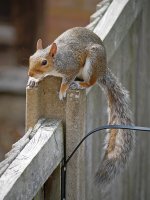 Squirrel 18 Aug 22 3.jpg