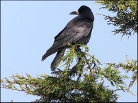 Crow Clyst St Mary PSZ IMG_0056.JPG