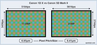 1dx vs 5d mk2.jpg