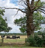 Trees and Cows new.jpg