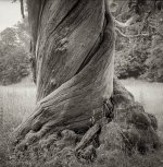 2022-7-21 Studley Royal trees, 124G, FP4, EI125, HC110 Dil B, 012.jpg