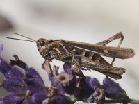 P8279148-Cr.jpg
