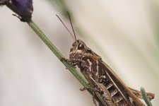 P8279133-1k5.jpg