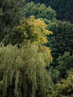 Tree Giant-6337 PS Adj.JPG