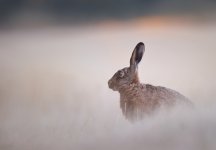 Hare in grass MK V.jpg