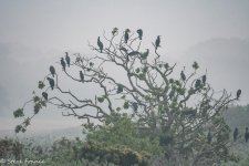 03-09-2022 Cormorant Tree.jpg