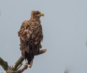 05-09-2022 White Tailed Eagle in Tree.jpg 05-09-2022 White Tailed Eagle in Tree.jpg