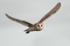 Barn owl 1024 1.jpg