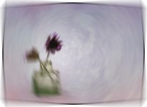 Week 35 - snappers choice.jpg