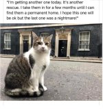 downingstreetcat.jpg