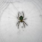 Spider-Small.jpg