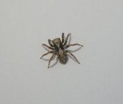 Tiny Spider.jpg