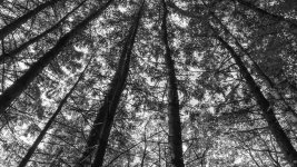 week 37 - Looking up.jpg